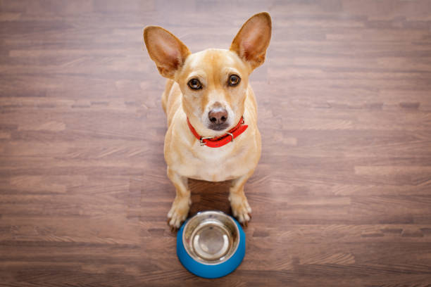 hungry dog with food bowl hungry chihuahua dog behind empty bowl, isolated wood background at home and kitchen looking up to owner and begging for food lap dog photos stock pictures, royalty-free photos & images