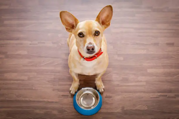 hungry  chihuahua dog behind empty  bowl, isolated wood background at home and kitchen looking up  to owner and begging for food