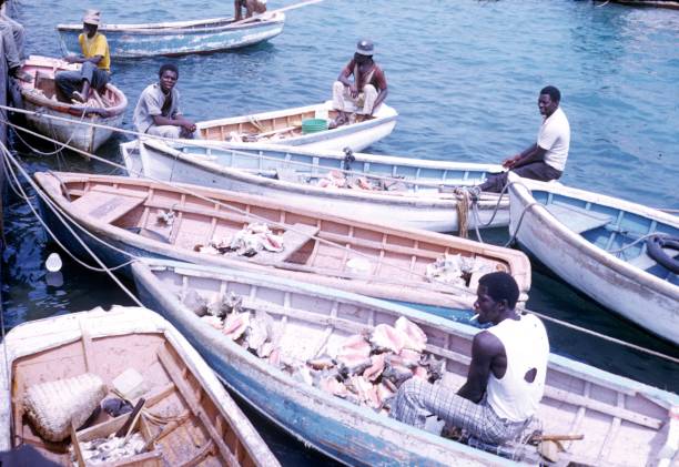 conch fisher, bahamas, 1979 - shell sea souvenir island foto e immagini stock