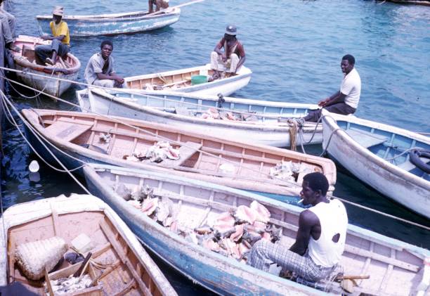 conch fisher, bahamas, 1979 - shell sea souvenir island imagens e fotografias de stock