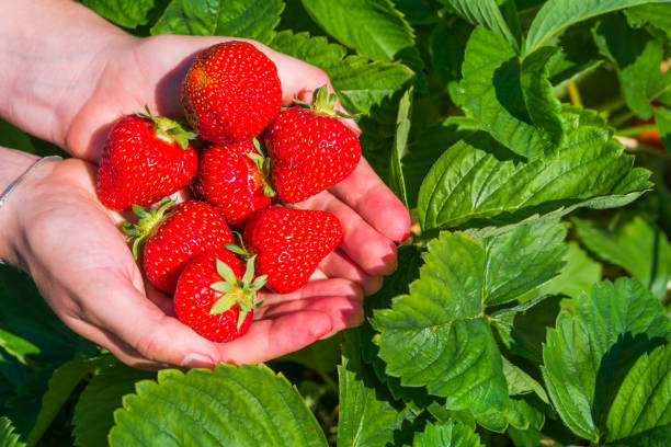 istock Fresh picked strawberries held over strawberry plants. Top perspective 690186574