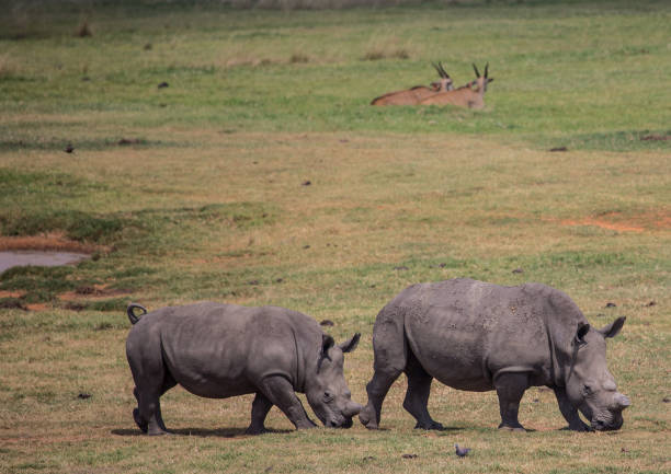 istock White Rhinoceros at a meadow 690187680