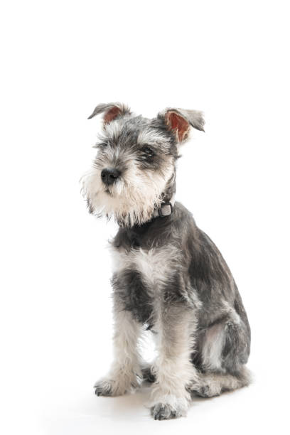 istock Miniature Schnauzer Puppy 690191218