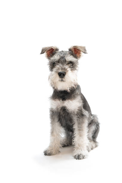 Miniature Schnauzer Puppy Stock photograph of a three months old Miniature Schnauzer puppy on a white background. grey miniature schnauzer stock pictures, royalty-free photos & images