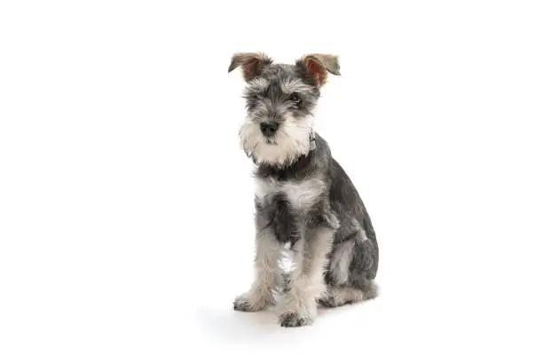 Stock photograph of a three months old Miniature Schnauzer puppy on a white background.