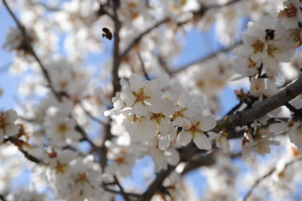 istock Almond blossom in Spain 690191766