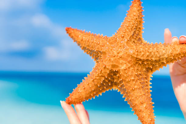 istock Tropical white sand with red starfish in hands background the sea 690191814