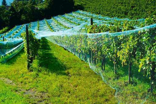 In front view young leaves growing from vine plant against vineyard and clear blue sky in spring.