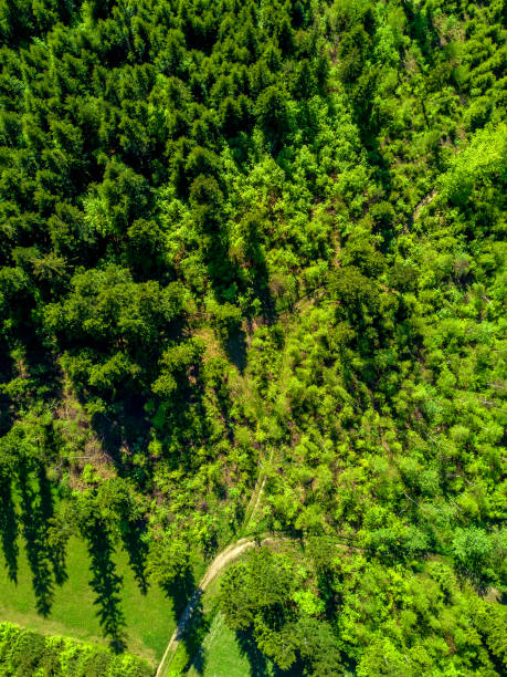 istock Aerial view of green landscape 690192062