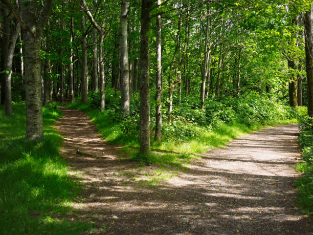 due strade nella foresta - road in forest foto e immagini stock