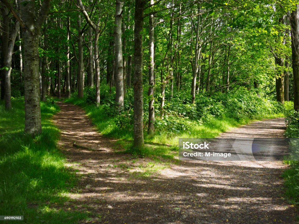 two road in forest two road in forest,Northern Ireland Footpath Stock Photo