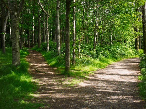 two road in forest two road in forest,Northern Ireland crossroads sign stock pictures, royalty-free photos & images