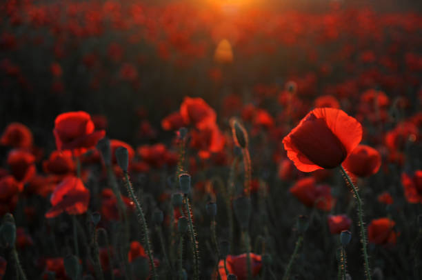 papoulas vermelhas - poppy field remembrance day flower - fotografias e filmes do acervo