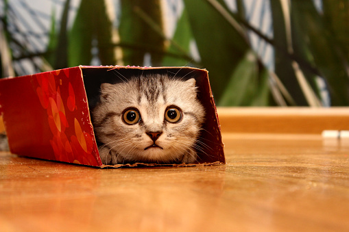 Scottish kitten peeking out of the box.