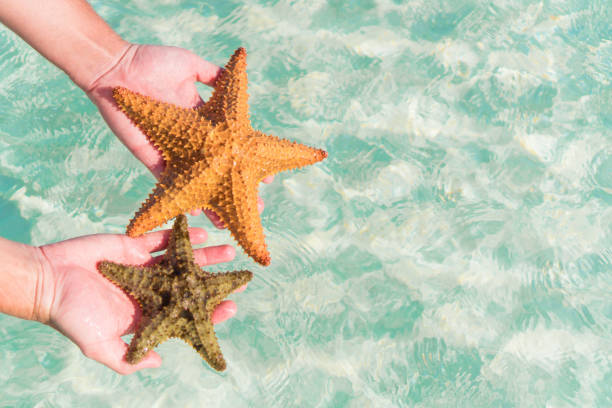 istock Tropical white sand with starfish in hands background the sea 690195166