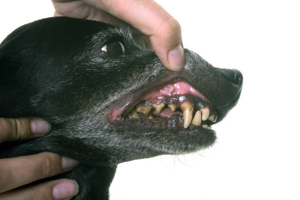 istock old black dachshund showing his teeth 690195192