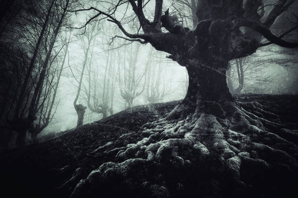 istock creepy tree with twisted roots and grungy textures 690196124