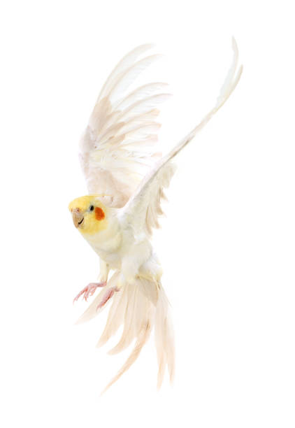 istock flying gray cockatiel 690198594