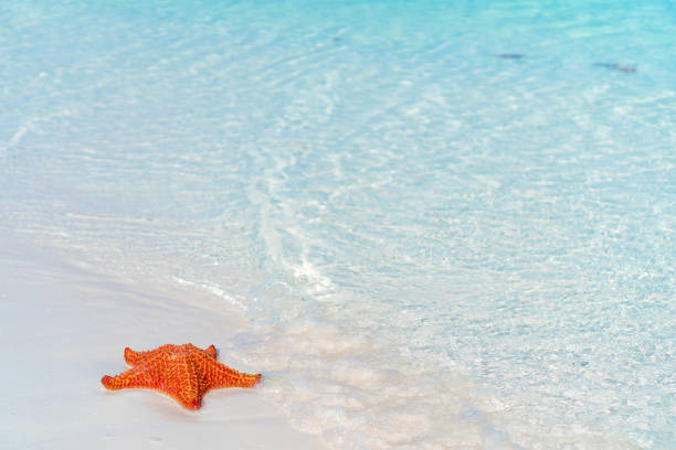 Tropical beach with a beautiful red starfish