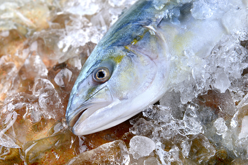 Young amberjack fish or buri fish in Japan is hamachi fish frozen in ice from fishery market.