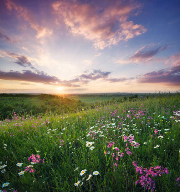 flores en el campo de la montaña durante salida del sol. hermoso paisaje natural en la época de verano - summer flower spring sun fotografías e imágenes de stock