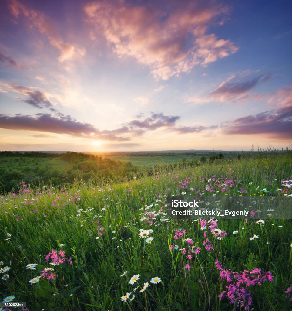 Fleurs sur le terrain de montagne pendant le lever du soleil. Beau paysage naturel à l’heure d’été - Photo de Fleur - Flore libre de droits