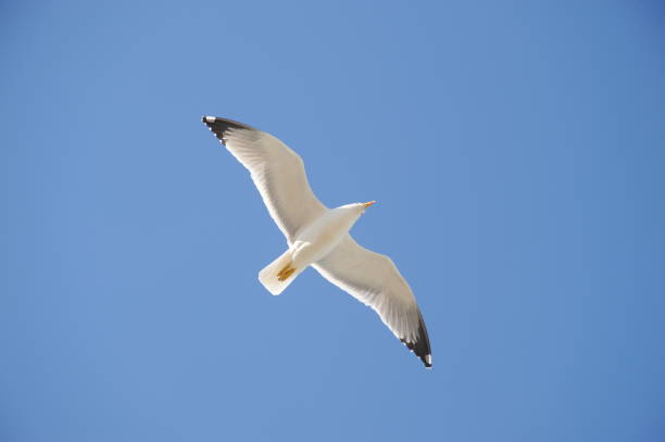 istock Flying seagulls on the Mediterranean in Spain 690209814