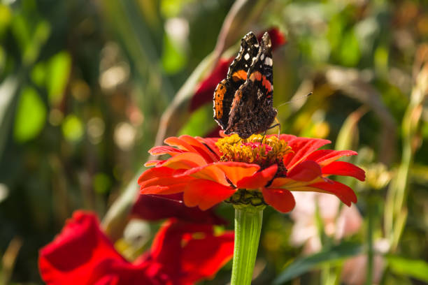 istock A butterfly and a flower 690211600