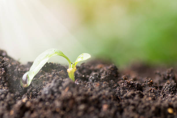 istock small tree grow up with sunshine,  concept in save world, Energy and environment conservation 690215636