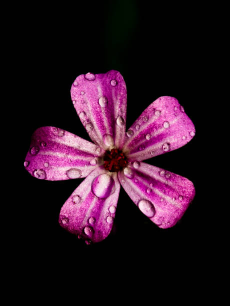 istock Pink Small Blossoming Flowers 690221018