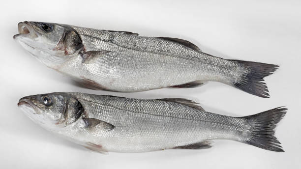 istock Fresh whole sea basses on white background 690223334