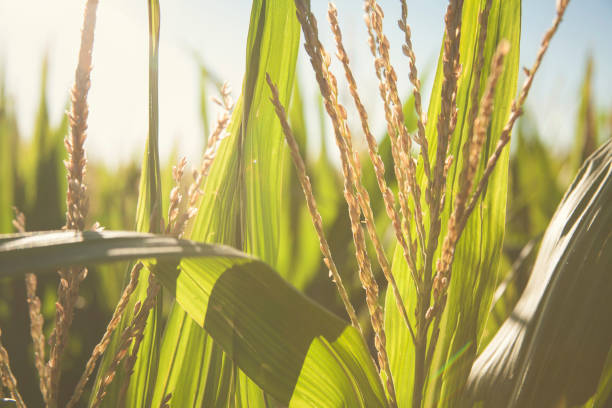 istock Close up view of corn stalks growing on farm. 690223352