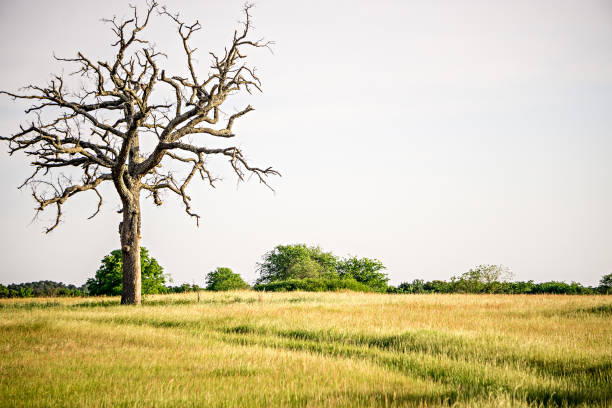 old dead tree on the farm early morning
