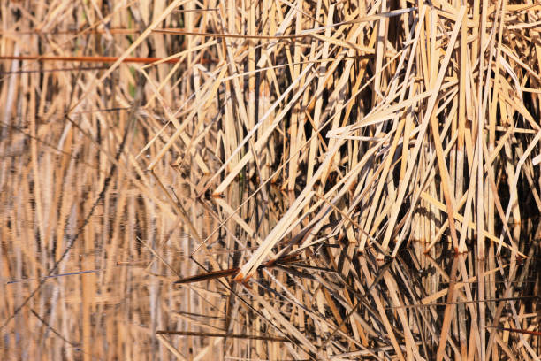istock Dry March Reeds Typha latifolia Reflections 690223440