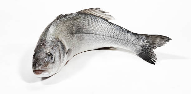 istock Fresh whole sea basses on white background 690223450