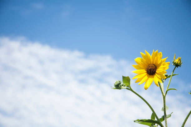 One bright yellow sunflower growing in a field against a clear blue sky.