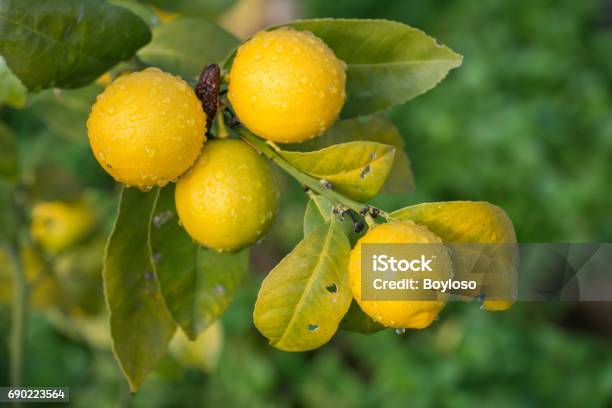 Lemon Tree With The Morning Dew Stock Photo - Download Image Now - Agricultural Field, Agriculture, Backgrounds