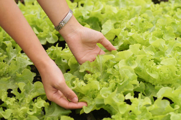 istock hand get organic vegetable in farm 690223588