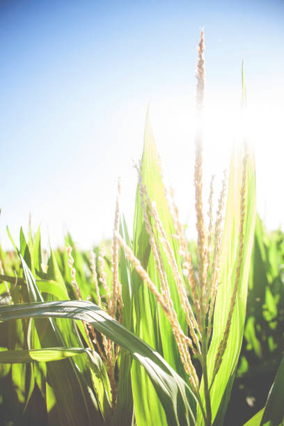 istock Close up view of corn stalks growing on farm. 690223700
