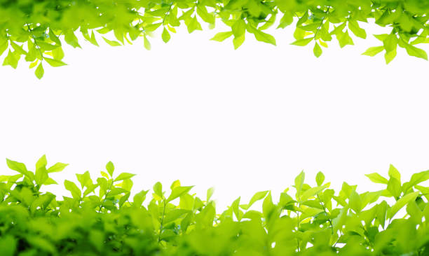 istock green leaves frame isolated on white background 690223864