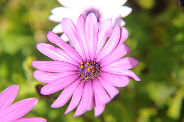 istock Magarite blossom in Spain 690224244