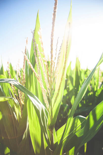 istock Close up view of corn stalks growing on farm. 690224292
