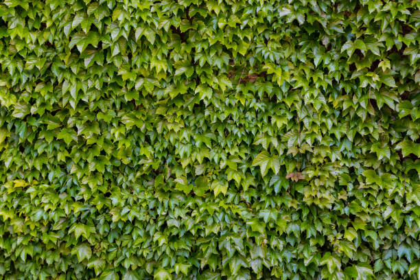 istock Green ivy on the wall texture or background 690224662