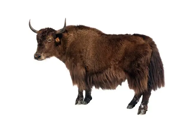 brown yak in Latin Bos mutus isolated on white background, yak is farm animal in Nepal and Tibet