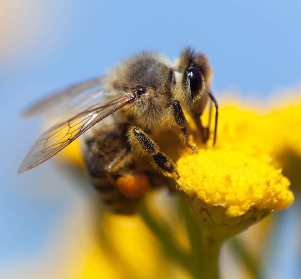 istock bee or honeybee in Latin Apis Mellifera 690227466