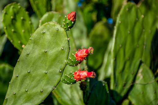 LIMOEIRO,PERNAMBUCO,BRAZIL- MAY 10, 2015: The Flowering Opuntia Cactus, Palm tree (Opuntia cochenillifer) in tropical dry forest in northeast of Brazil.
