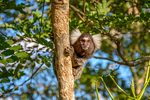 LIMOEIRO,PERNAMBUCO,BRAZIL- MAY 11, 2015: Mico Sagui Black-tufted Marmoset Callithrix penicillata, also known as the Black-pencilled Marmoset on a tree branch looking at the camera in Limoeiro,Pernambuco, Brazil.