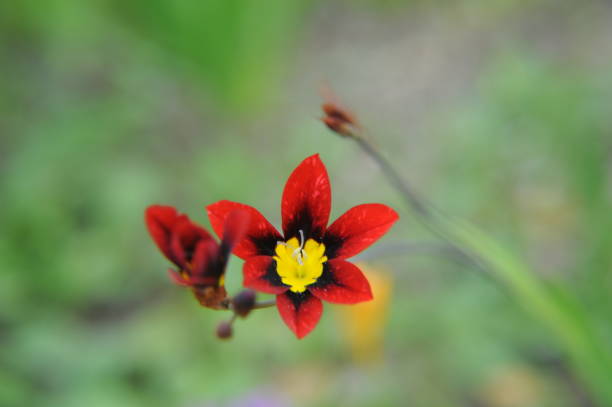 istock Spring flower in Spain - seed gladiolus 690227962