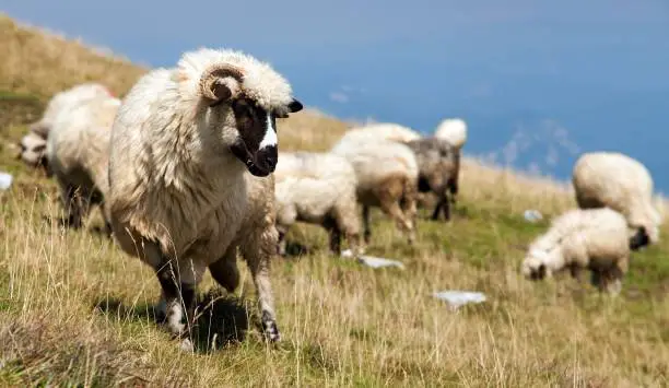 herd of sheep in alps dolomites mountains, ovis aries, sheep is typical farm animal on mountains