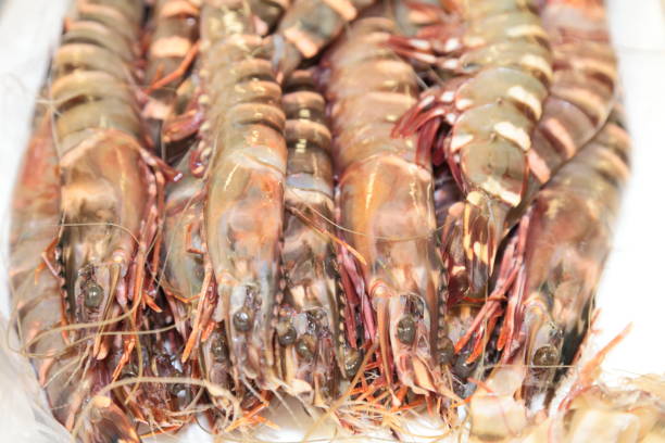 istock Prawns. Seafood. Shrimps. 690228358